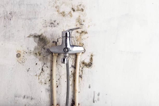 Best Mold Cleaning Services  in Montgomery, IL