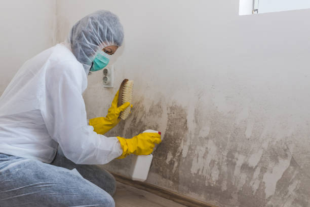 Certified Mold Removal in Montgomery, IL