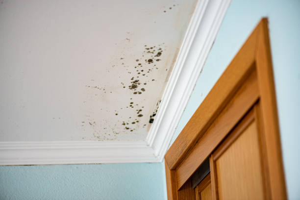 Best Mold Remediation  in Montgomery, IL