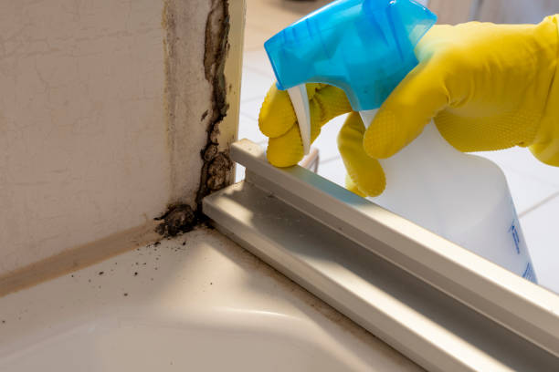 Best Commercial Mold Removal  in Montgomery, IL