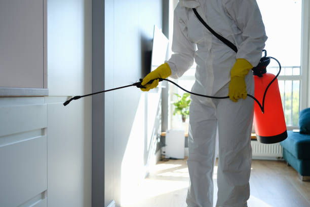 Best Fast Mold Removal  in Montgomery, IL
