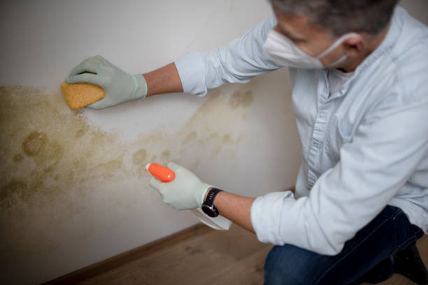 Best Water Damage Restoration  in Montgomery, IL