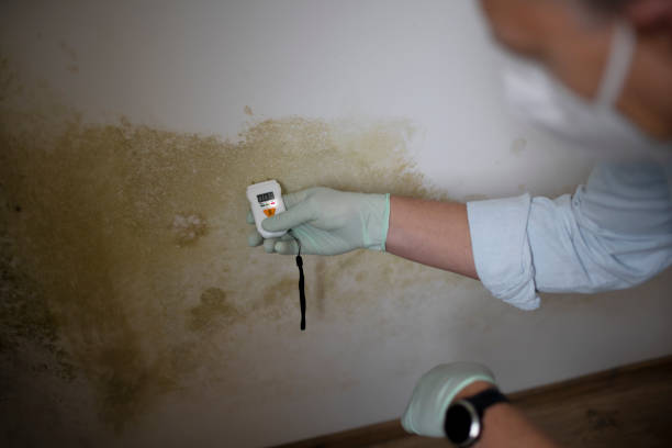 Best Mold Removal Near Me  in Montgomery, IL