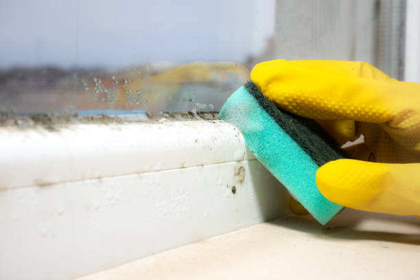 Best Affordable Mold Removal  in Montgomery, IL