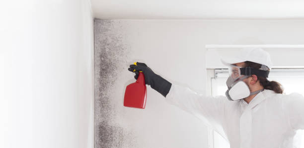 Best Home Mold Removal  in Montgomery, IL