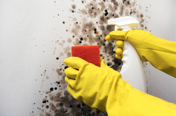 Reliable Montgomery, IL Mold Removal Solutions