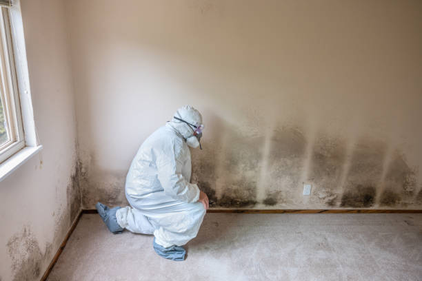 Best Mold Testing  in Montgomery, IL