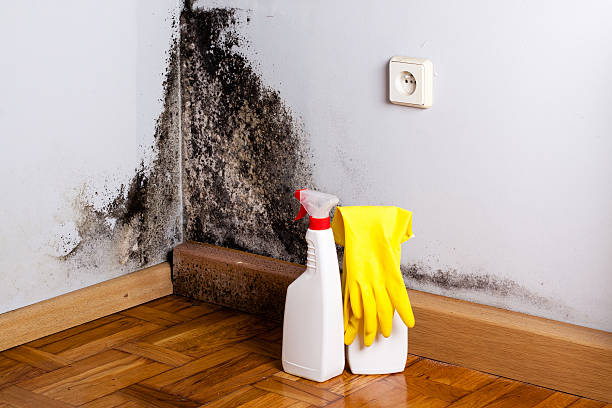 Best Attic Mold Removal  in Montgomery, IL