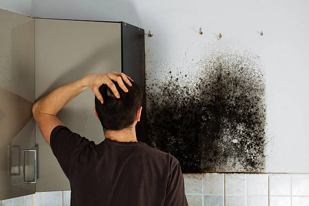 Best Mold Remediation  in Montgomery, IL